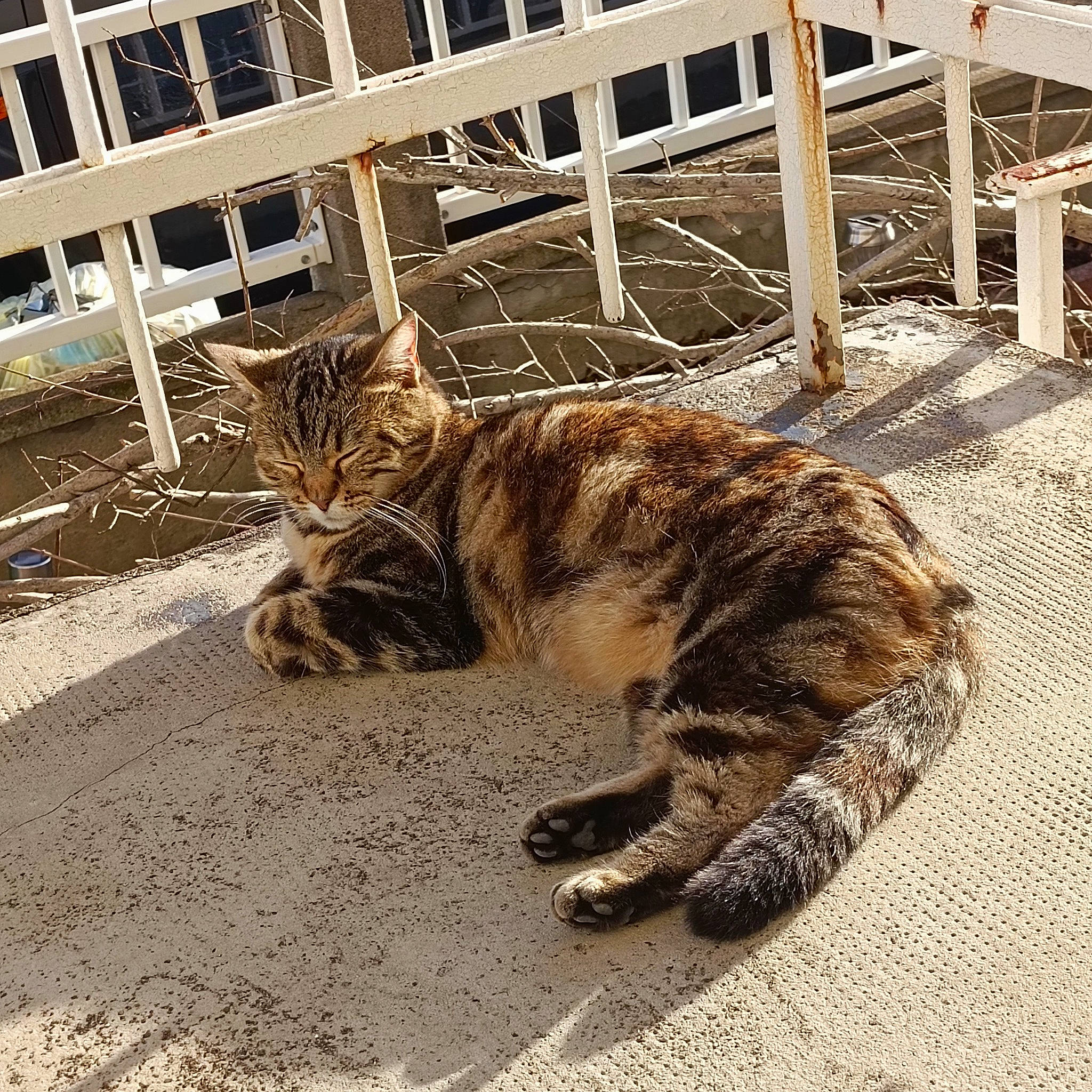 Lilou participe au concours pour gagner de l'argent avec cette photo : building, carnivore, cat, claw, domestic_short_haired_cat, fawn, felidae, fur, grass, mammal, paw, road_surface, sitting, small_to_medium_sized_cats, snout, tail, terrestrial_animal, whiskers, window, wood