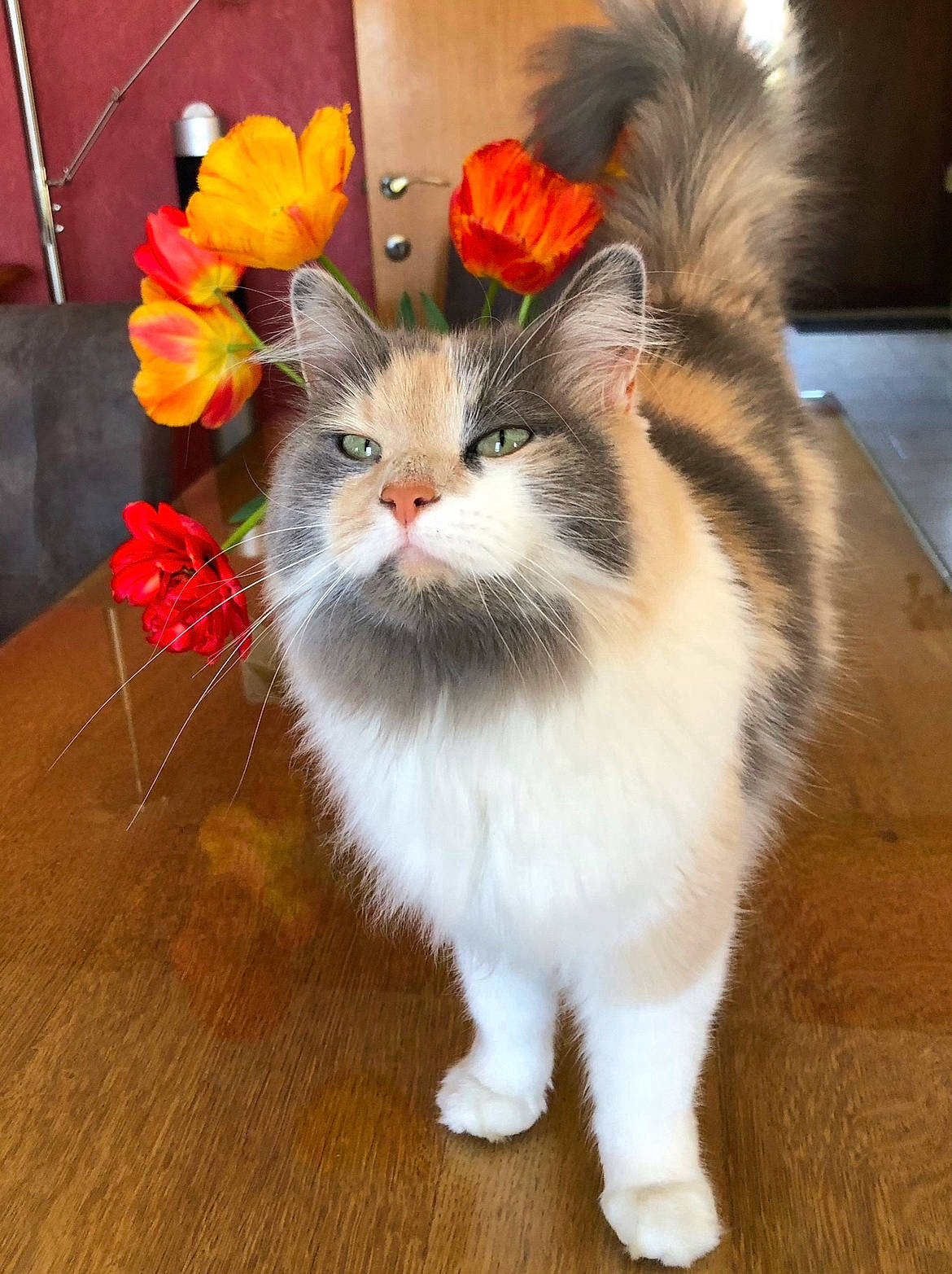 Cohiba participe au concours pour gagner de l'argent avec cette photo : carnivore, cat, claw, companion_dog, fawn, felidae, flooring, flower, fur, hardwood, laminate_flooring, paw, petal, plant, small_to_medium_sized_cats, snout, tail, whiskers, wood, wood_flooring