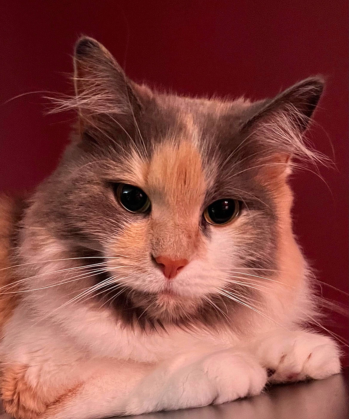 Cohiba a rejoint le concours — aidez-le/la à gagner de superbes lots ! carnivore, cat, curious, domestic_short_haired_cat, felidae, fur, iris, paw, pet_supply, photo_caption, small_to_medium_sized_cats, snout, whiskers, window