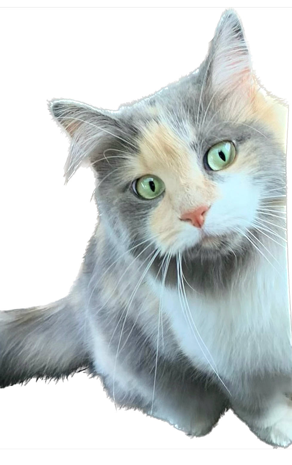 Cohiba participe au concours pour gagner de l'argent avec cette photo : carnivore, cat, claw, domestic_short_haired_cat, eye, felidae, fur, paw, small_to_medium_sized_cats, snout, tail, terrestrial_animal, whiskers, window