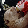 Aiko participe au concours pour gagner de l'argent avec cette photo : puppy, bottle, feeding, animal, baby, fur, closeup, cozy, cute, newborn, domestic_animal, care, blanket, hand, indoors, soft, young, resting, feeding_bottle, comfort