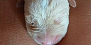 Aiko participe au concours pour gagner de l'argent avec cette photo : newborn, puppy, dog, fur, sleeping, close_up, animal, pet, cute, soft, legs, skin, resting, tiny, mammal, adorable, peaceful, young, head, snout