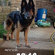 Valya participe au concours pour gagner de l'argent avec cette photo : dog, black_and_tan, standing, portrait, outdoor, stone_building, steps, garden, rustic, blue_barrel, yard, animal, fur, pointed_ears, long_tail, serious_expression, morning, photography, text_overlay, home_exterior