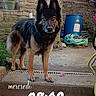 dog, black_and_tan, standing, portrait, outdoor, stone_building, steps, garden, rustic, blue_barrel, yard, animal, fur, pointed_ears, long_tail, serious_expression, morning, photography, text_overlay, home_exterior