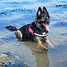 dog, german_shepherd, long_hair, black_and_tan, wet_fur, shallow_water, lake, shoreline, outdoor, nature, rocky_background, reflection, sitting, panting, tongue, upright_ears, harness, collar, pet, animal
