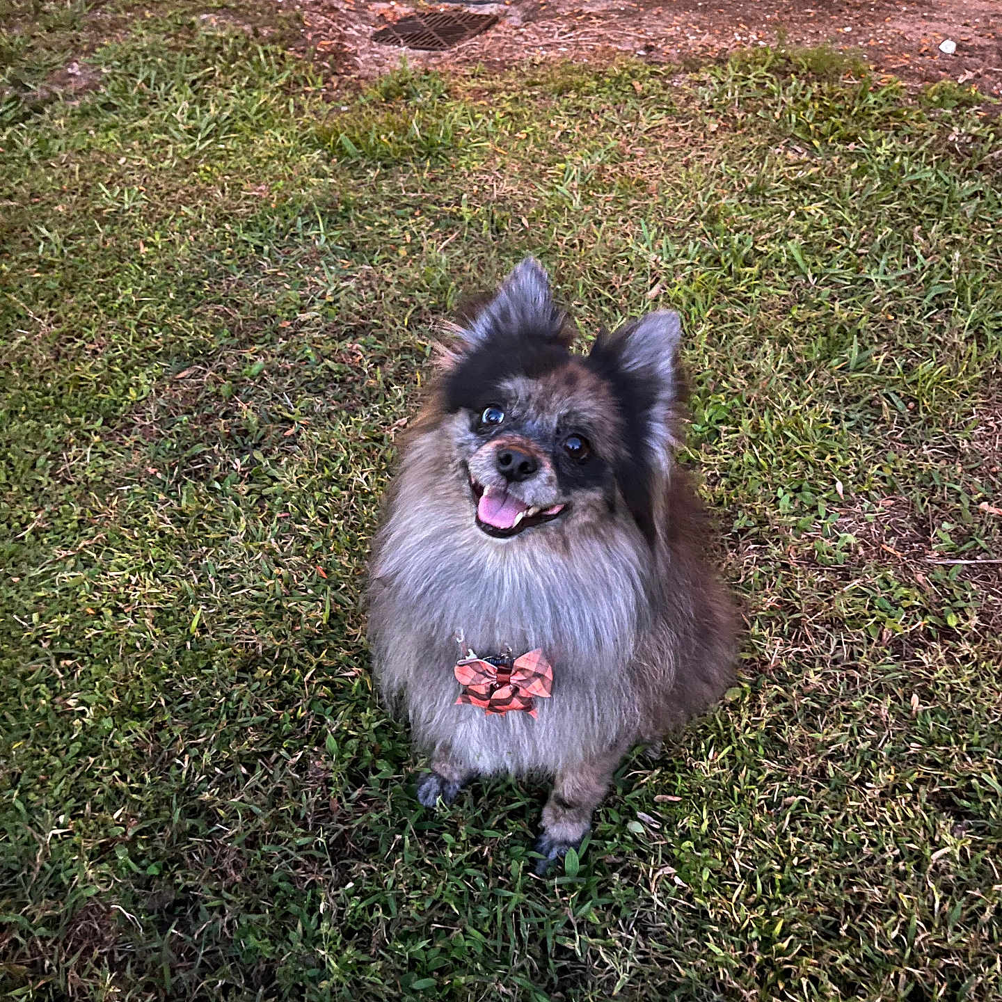 Chewy is registered to the contest to win money with this photo: animal, bow_tie, canine, cute, dog, fluffy, fur, garden, grass, happy, nature, outdoor, pet, plants, playful, potted_plants, small_dog, smiling, tile, yard