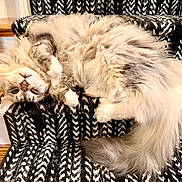 Harry joined the competition — help win amazing prizes! cat, cats, fluffy, fur, sleeping, relaxed, upside_down, pet, animal, chair, furniture, indoor, home, wooden_floor, patterned_fabric, black_and_white, cream_color, portrait, cute, cozy