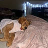 Yogi is registered to the contest to win money with this photo: dog, puppy, sleeping, blanket, indoor, cozy, fur, resting, pink, vest, soft, home, fireplace, lights, relaxing, cute, pet, animal, comfort, napping