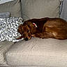 Yogi joined the competition — help win amazing prizes! dog, brown_dog, couch, blanket, indoor, pet, canine, fur, resting, relaxed, cozy, home, furniture, domestic_animal, sleepy, curled_up, living_room, comfort, animal, companion