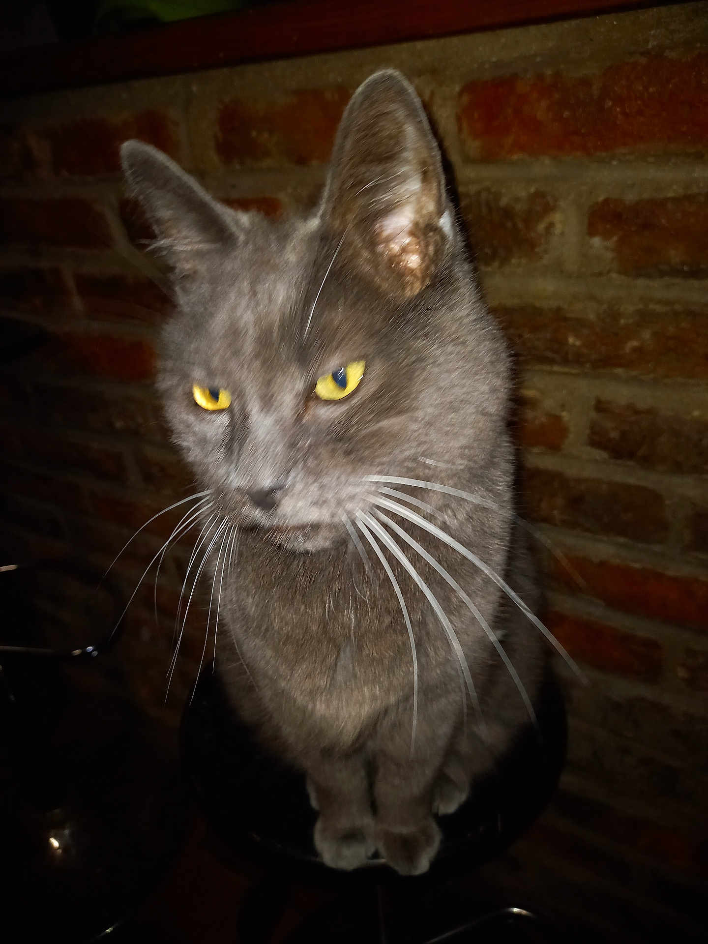 Leo