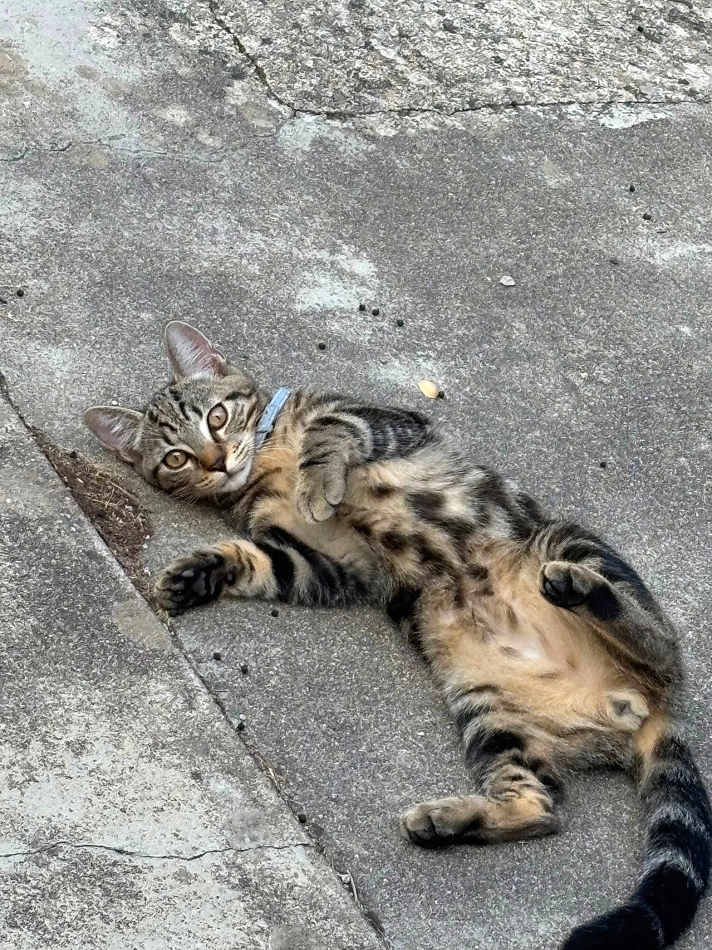 Astérix participe au concours pour gagner de l'argent avec cette photo : animal, cat, collar, concrete, curious, cute, domestic_animal, ears, eyes, feline, fur, lying_down, outdoor, paw, pet, relaxed, sleepy, tabby_cat, tail, whiskers