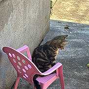 Astérix participe au concours pour gagner de l'argent avec cette photo : alone, animal, cat, concrete, curious, daylight, domestic, feline, outdoor, pet, pink_chair, plastic_chair, quiet, resting, side_view, sitting, small_chair, tabby_cat, tail, wall