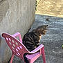 alone, animal, cat, concrete, curious, daylight, domestic, feline, outdoor, pet, pink_chair, plastic_chair, quiet, resting, side_view, sitting, small_chair, tabby_cat, tail, wall