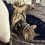 Astérix participe au concours pour gagner de l'argent avec cette photo : animal, blanket, cat, claws, collar, comfortable, cozy, fur, home, indoor, nap, pet, pillow, relaxation, resting, sleeping, soft, striped, tabby, whiskers