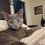 August is registered to the contest to win money with this photo: kitten, cat, gray_cat, bed, blanket, indoor, pet, animal, feline, cute, looking_at_camera, curious, domestic_cat, resting, face, ears, whiskers, living_room, television, vacuum_cleaner