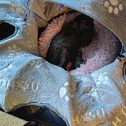 August joined the competition — help win amazing prizes! cat, pet_bed, cozy, sleeping, feline, indoor, soft_texture, paw_prints, pink, gray, fur, relaxation, comfort, curled_up, animal, resting, domestic, cute, home, quiet
