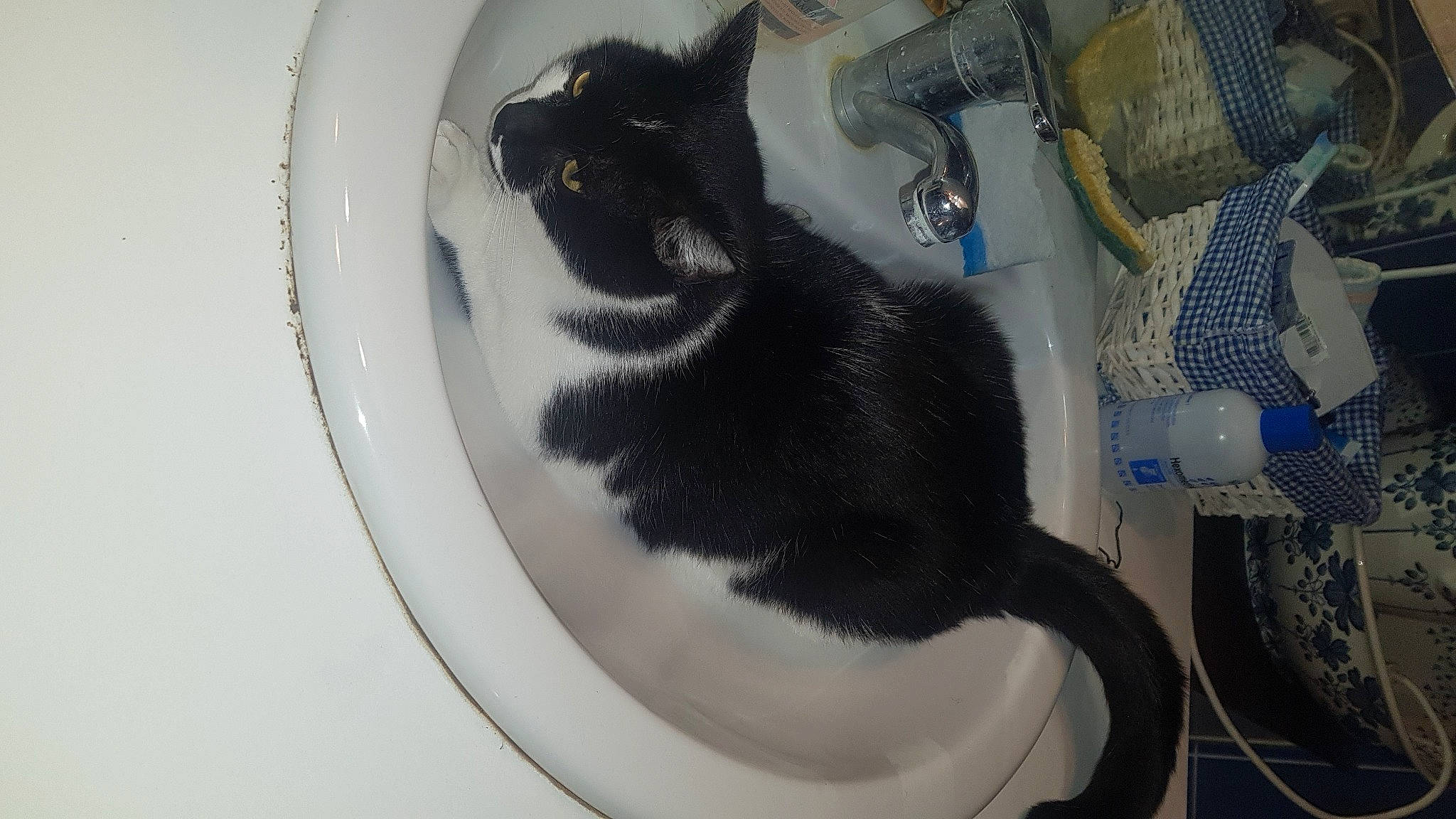 Prince participe au concours pour gagner de l'argent avec cette photo : automotive_tire, bathroom, bidet, carnivore, cat, cat_supply, claw, comfort, domestic_short_haired_cat, felidae, fur, paw, pet_supply, plumbing, plumbing_fixture, room, small_to_medium_sized_cats, tail, whiskers, window