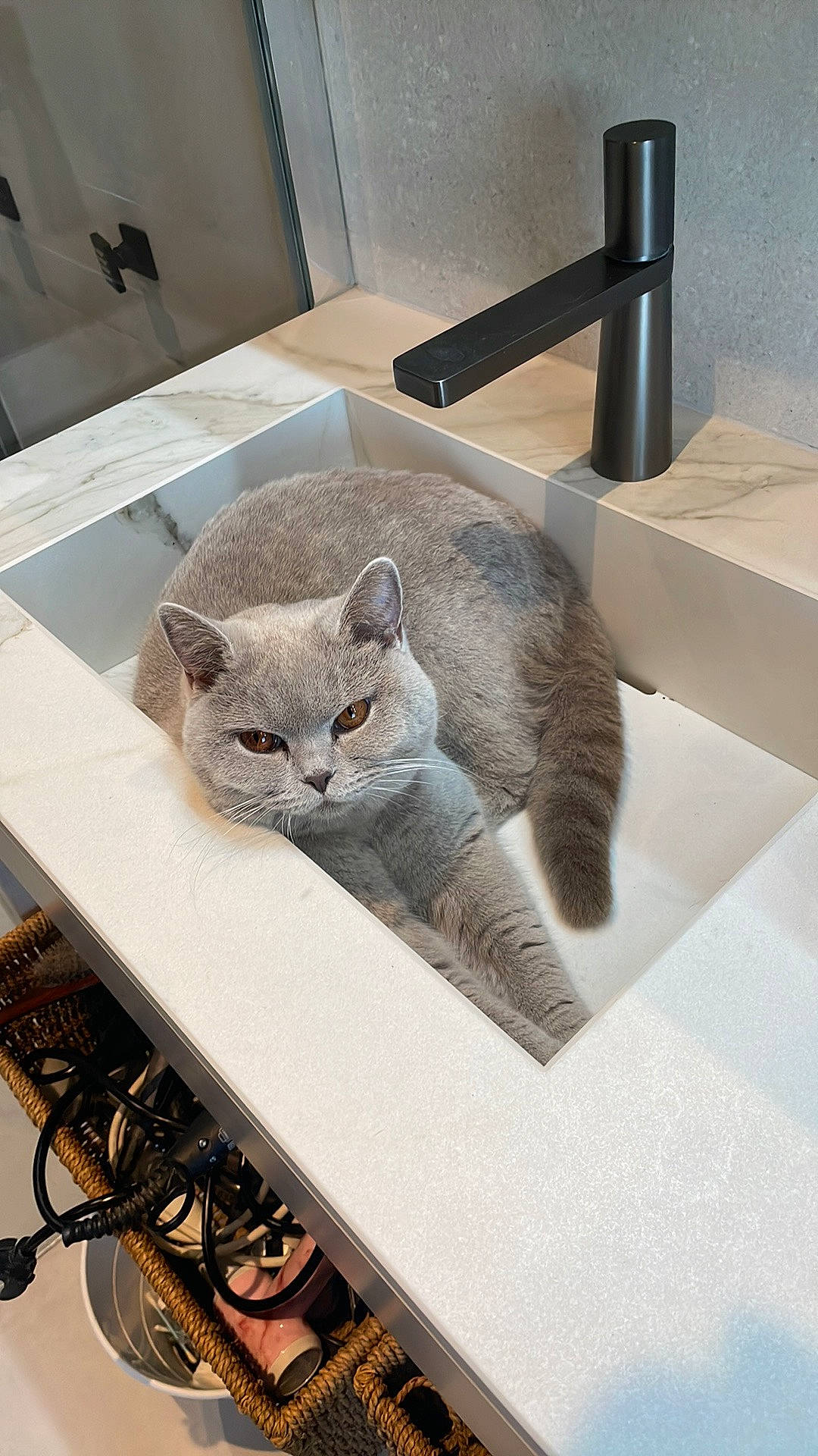 Doudoune participe au concours pour gagner de l'argent avec cette photo : carnivore, cat, comfort, domestic_short_haired_cat, felidae, fur, grey, mammal, metal, pattern, paw, rectangle, room, russian_blue, small_to_medium_sized_cats, table, tail, terrestrial_animal, whiskers, window