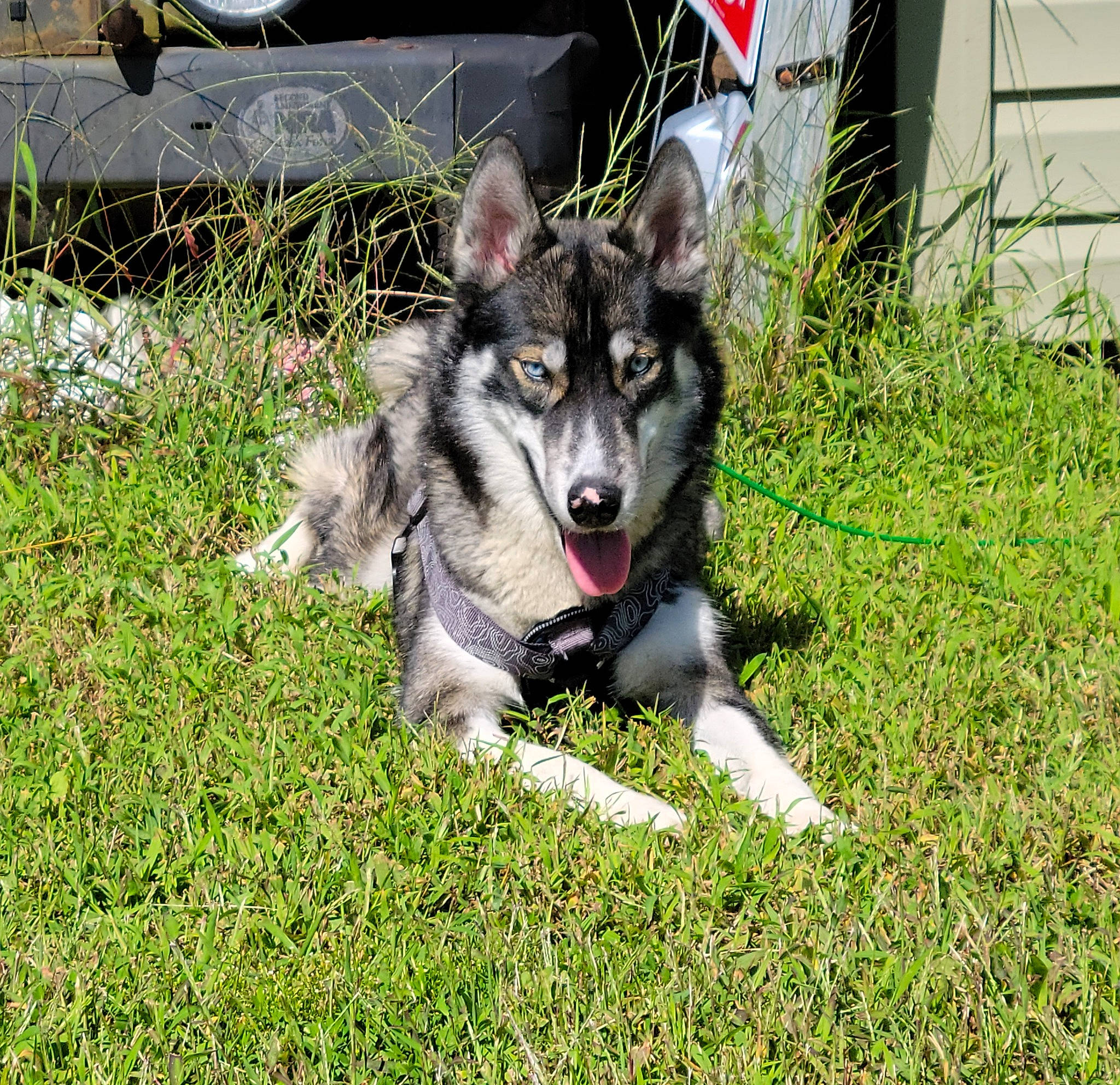 Ludo joined the competition — help win amazing prizes! canidae, canis, carnivore, companion_dog, dog, dog_breed, grass, groundcover, herding_dog, plant, recreation, siberian_husky, sled_dog, snout, sporting_group, terrestrial_animal, working_dog