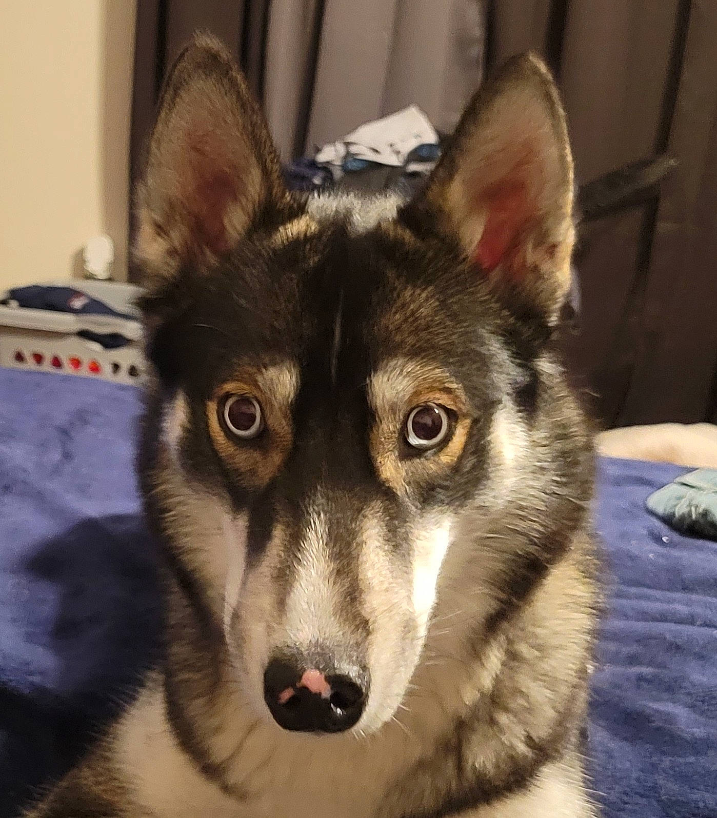 Ludo is registered to the contest to win money with this photo: canadian_eskimo_dog, canidae, canis, carnivore, dog, dog_breed, eye, fur, head, human_body, jaw, sled_dog, snout, sporting_group, terrestrial_animal, whiskers, wildlife, wolf, working_animal, working_dog