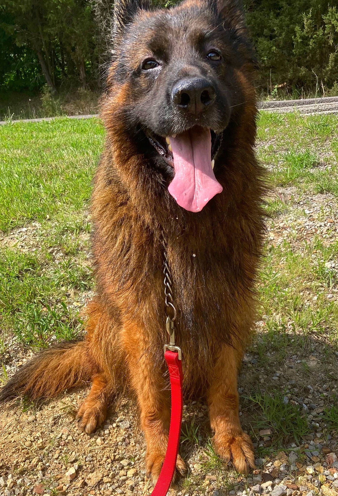 Jesse is registered to the contest to win money with this photo: canidae, carnivore, companion_dog, dog, dog_breed, grass, liver, plant, soil, terrestrial_animal, working_animal, working_dog