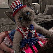 Sapphire joined the competition — help win amazing prizes! bedroom, blue_eyes, cat, celebration, costume, cute, decor, furniture, hand, hat, indoor, kitten, lamp, nail_polish, person, pet, portrait, star_pattern, tutu, wall_art