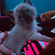 Destiny Rouleau joined the competition — help win amazing prizes! animal, black, blue_eyes, cat, clothing, cozy, curious, cute, feline, fur, hand, hello_kitty, indoor, kitten, mammal, person, pet, pink, portrait, young