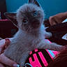 animal, black, blue_eyes, cat, clothing, cozy, curious, cute, feline, fur, hand, hello_kitty, indoor, kitten, mammal, person, pet, pink, portrait, young