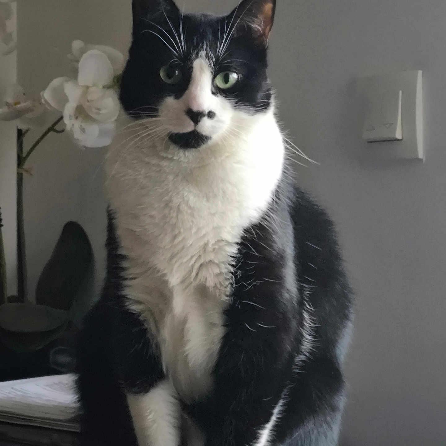 Félix a rejoint le concours — aidez-le/la à gagner de superbes lots ! animal, black_and_white, calm, cat, cute, domestic, feline, flower, fur, furniture, green_eyes, household, indoor, light_switch, looking, pet, plant, portrait, sitting, whiskers