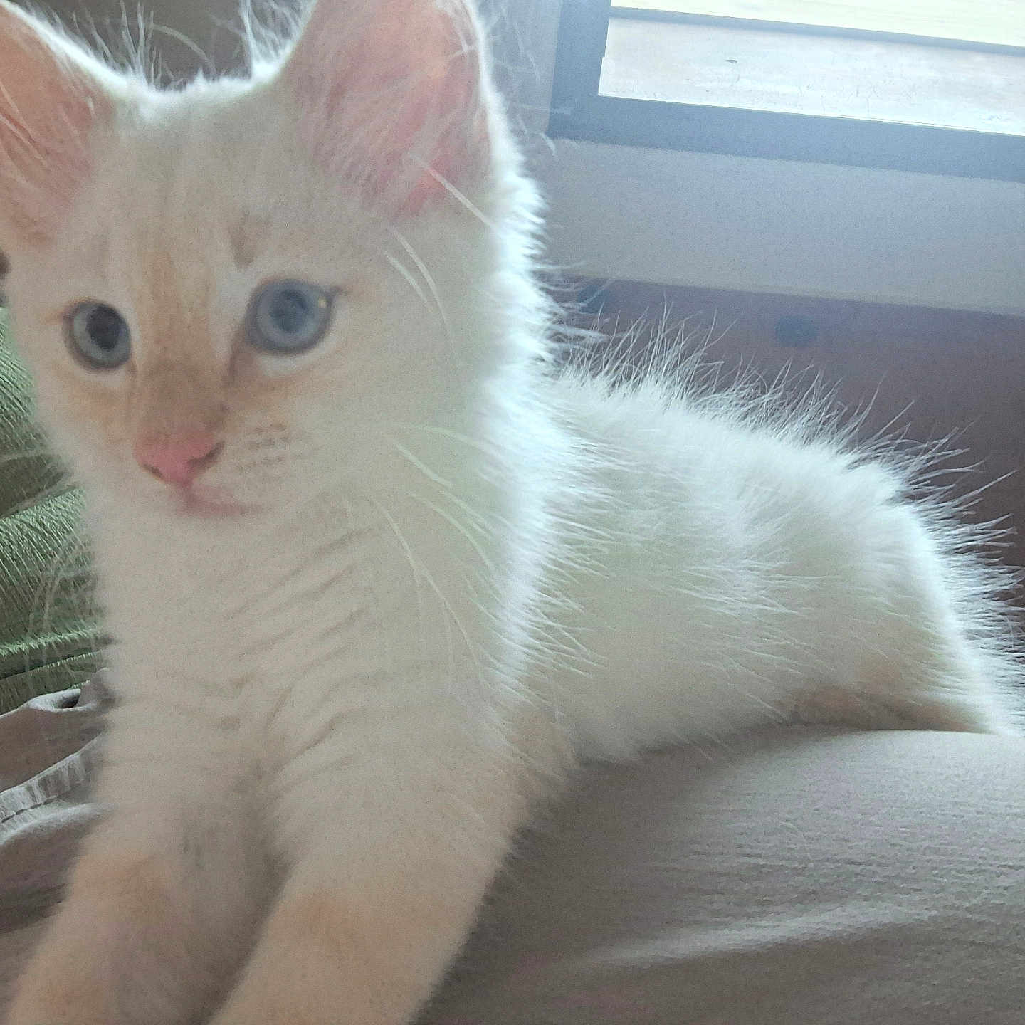 Flocon a rejoint le concours — aidez-le/la à gagner de superbes lots ! animal, blue_eyes, cat, closeup, cozy, cute, domestic, face, furry, glasses, green_clothing, indoor, kitten, person, pet, resting, shirt, white_fur, window, young