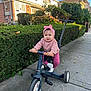 baby, child, tricycle, sidewalk, hedge, greenery, pink_headband, pink_clothing, outdoor, residential_area, cute, happy, person, toy, vehicle, daytime, playful, smiling, footwear, urban