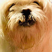 Buddy Boi is registered to the contest to win money with this photo: dog, close_up, fluffy, cream_color, fur, beard, pet, indoor, furniture, fan, face, animal, cute, messy, portrait, mammal, whiskers, domestic_animal, household, companion