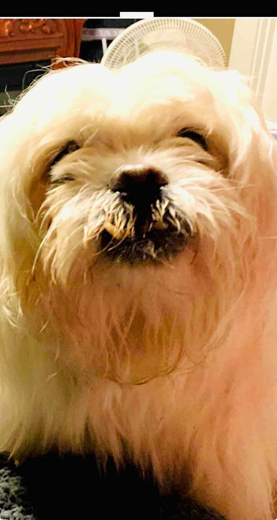 Buddy Boi is registered to the contest to win money with this photo: dog, close_up, fluffy, cream_color, fur, beard, pet, indoor, furniture, fan, face, animal, cute, messy, portrait, mammal, whiskers, domestic_animal, household, companion