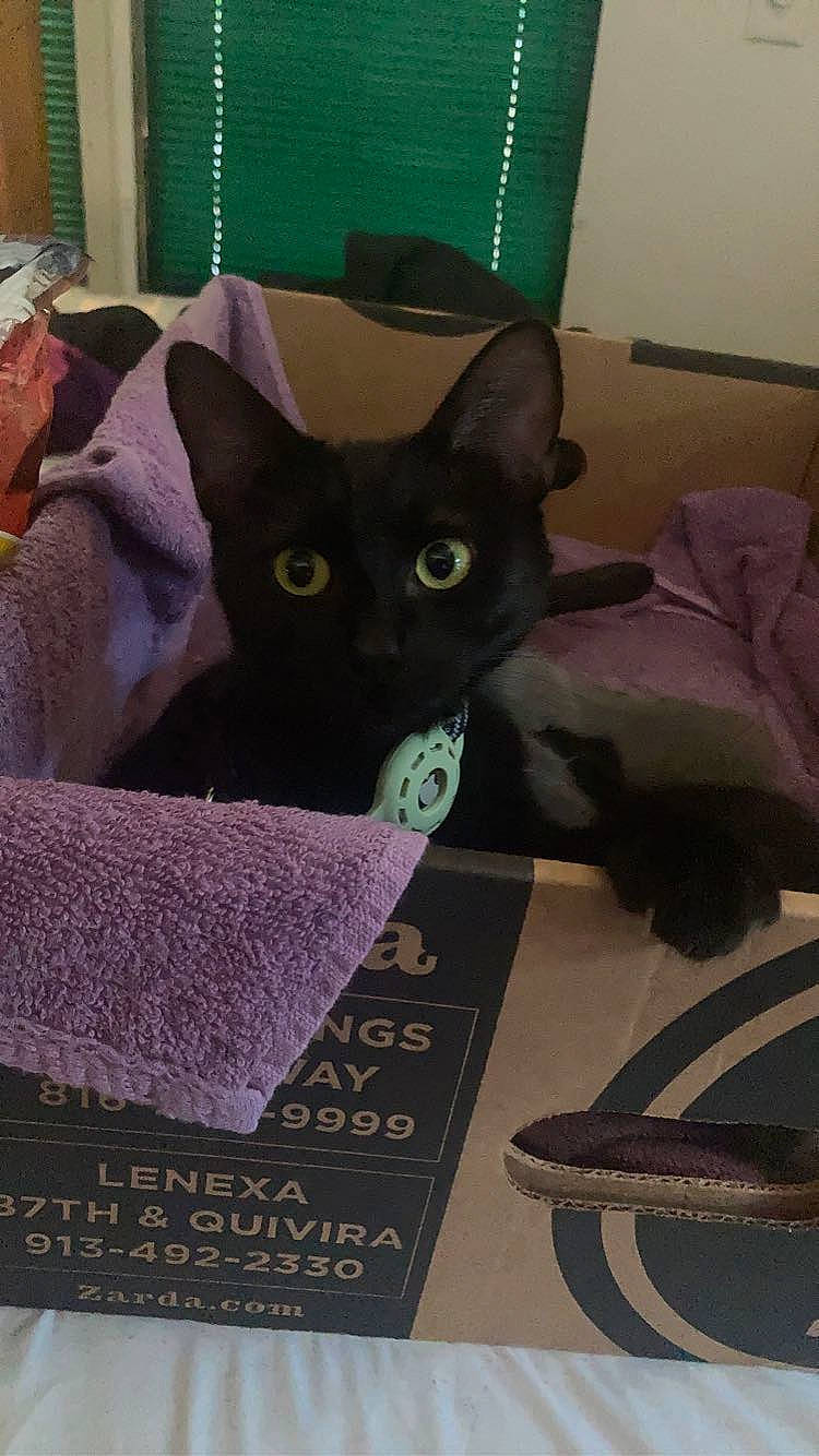 Jynx is registered to the contest to win money with this photo: art, black_cat, bombay, carnivore, cat, cat_supply, comfort, domestic_short_haired_cat, felidae, font, fur, linens, magenta, paper_product, pattern, purple, room, small_to_medium_sized_cats, tail, whiskers