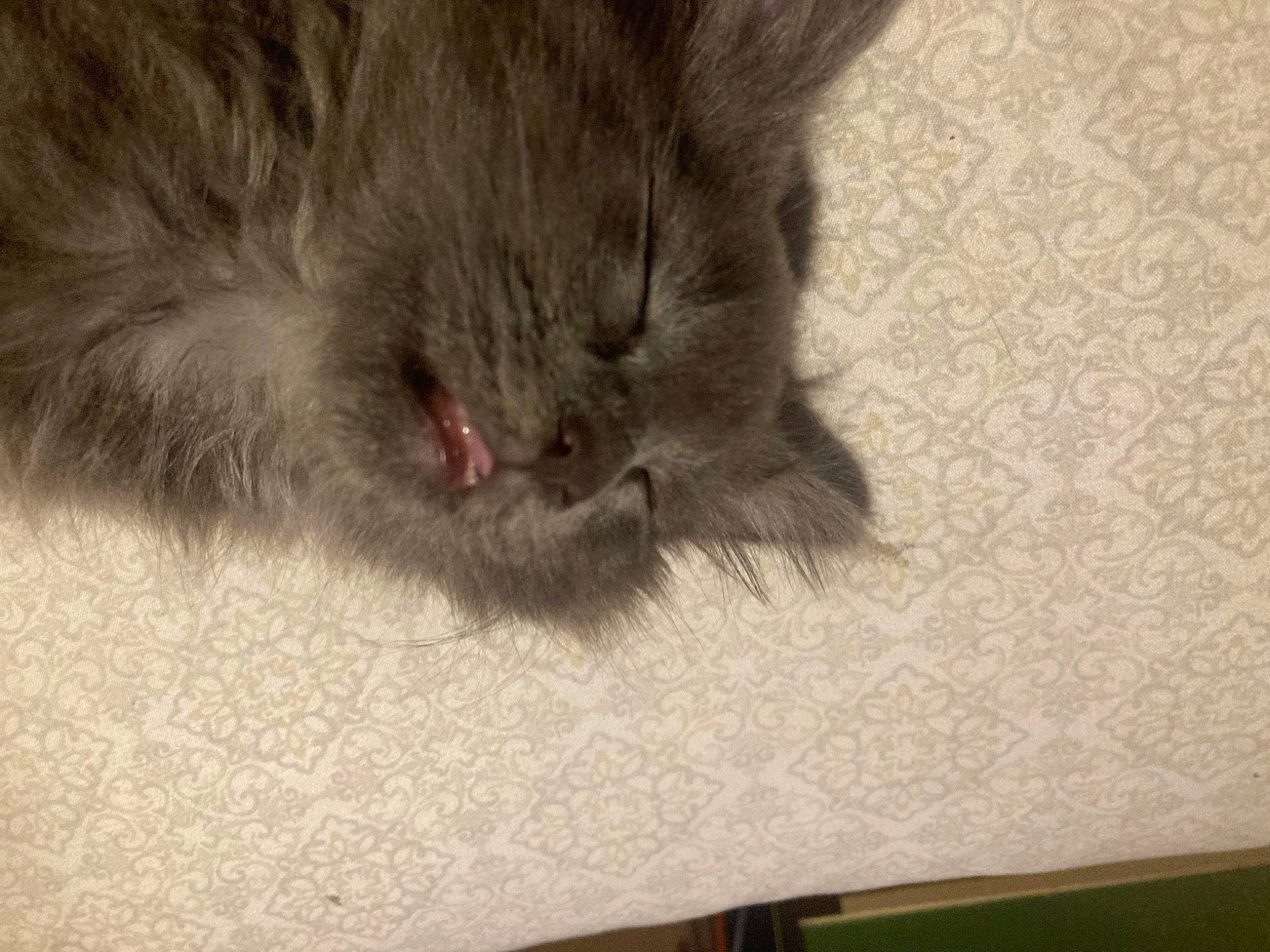 Vex is registered to the contest to win money with this photo: black_cat, carnivore, cat, claw, comfort, dog_breed, domestic_short_haired_cat, felidae, flooring, fur, grey, liver, paw, small_to_medium_sized_cats, tail, terrestrial_animal, whiskers