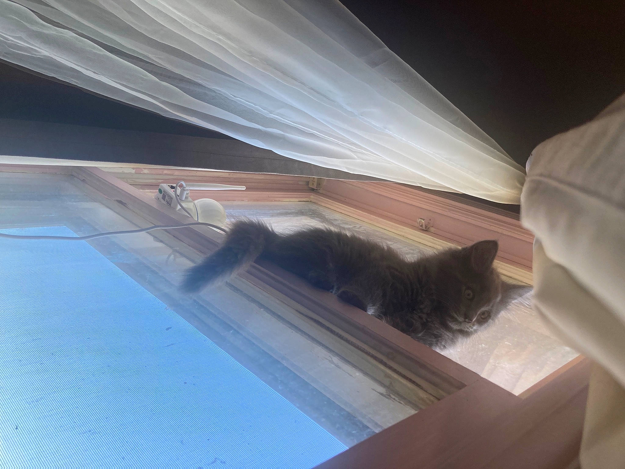 Vex is registered to the contest to win money with this photo: automotive_exterior, carnivore, cat, ceiling, comfort, felidae, flooring, glass, hardwood, rectangle, reflection, small_to_medium_sized_cats, tail, tints_and_shades, vehicle_door, water, whiskers, window, windshield, wood