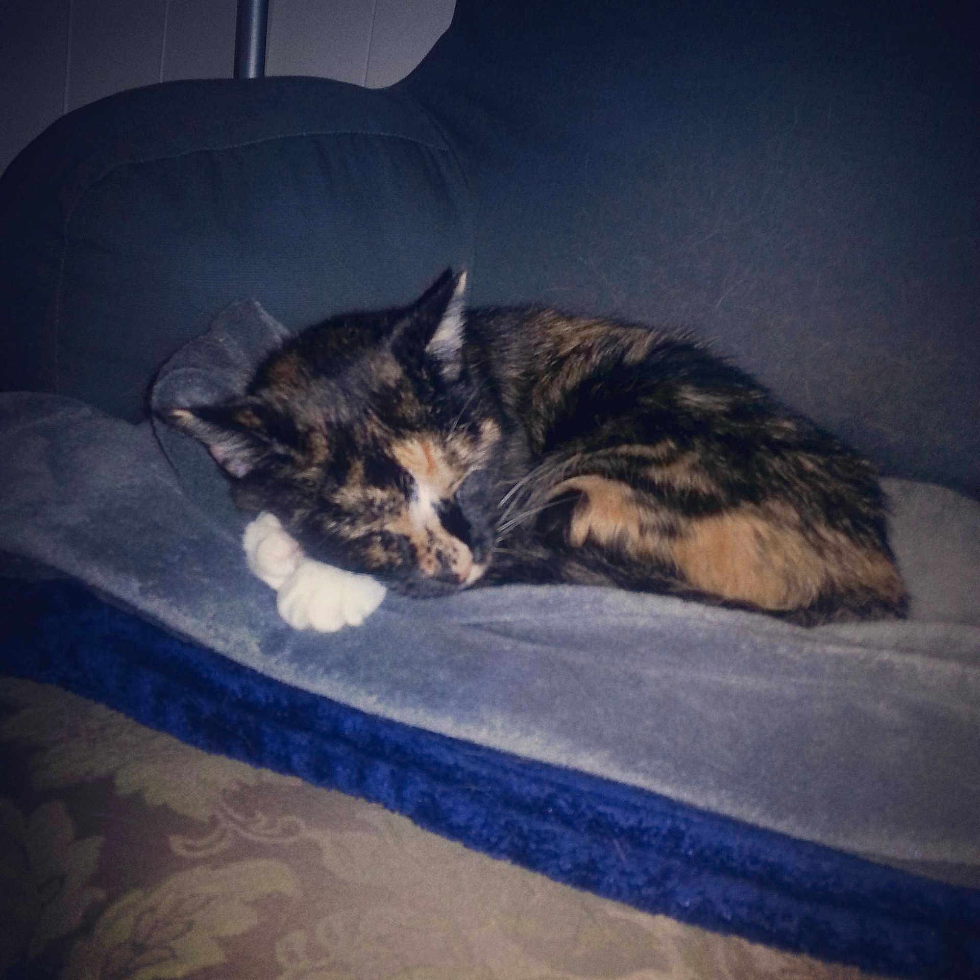 Cali is registered to the contest to win money with this photo: