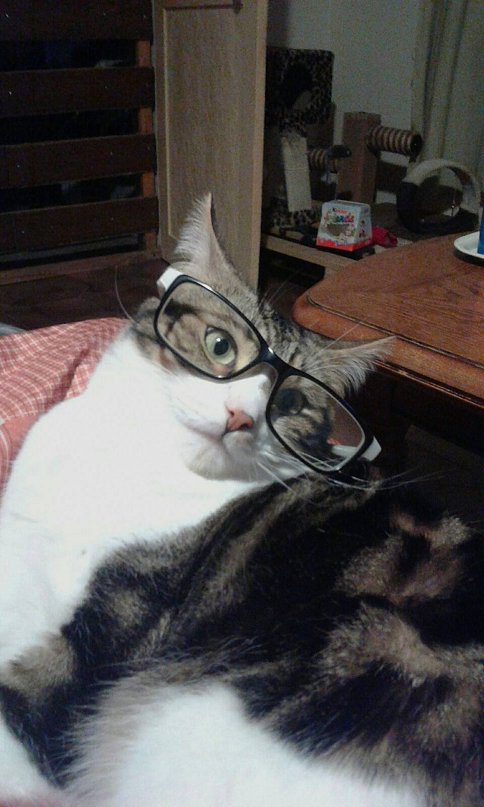 Cherkane participe au concours pour gagner de l'argent avec cette photo : carnivore, cat, comfort, domestic_short_haired_cat, eyewear, felidae, fur, grey, paw, room, small_to_medium_sized_cats, tableware, tail, whiskers, window