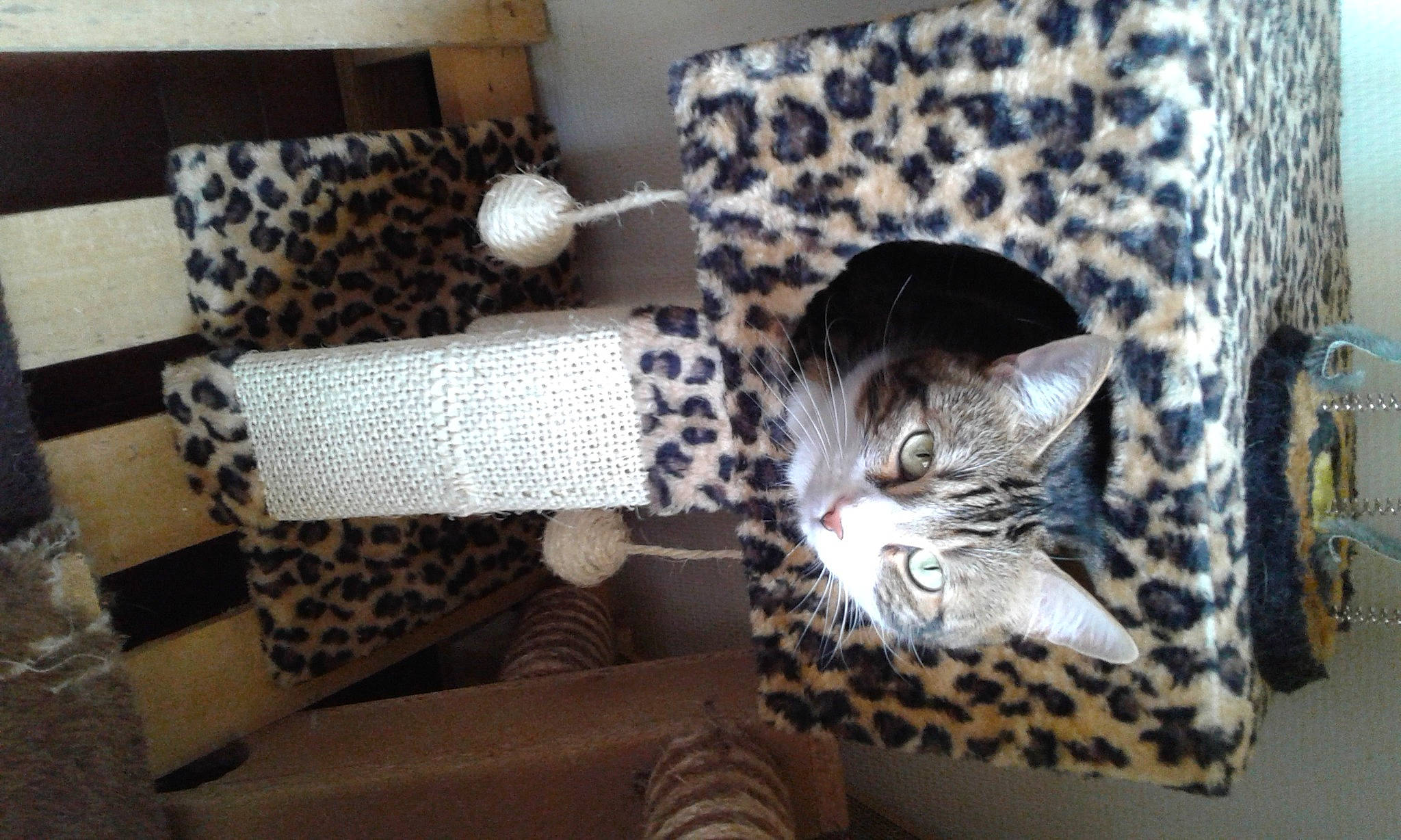 Cherkane participe au concours pour gagner de l'argent avec cette photo : carnivore, cat, cat_bed, cat_supply, comfort, couch, domestic_short_haired_cat, felidae, flooring, fur, grey, linens, living_room, pattern, small_to_medium_sized_cats, table, tail, textile, whiskers, wood