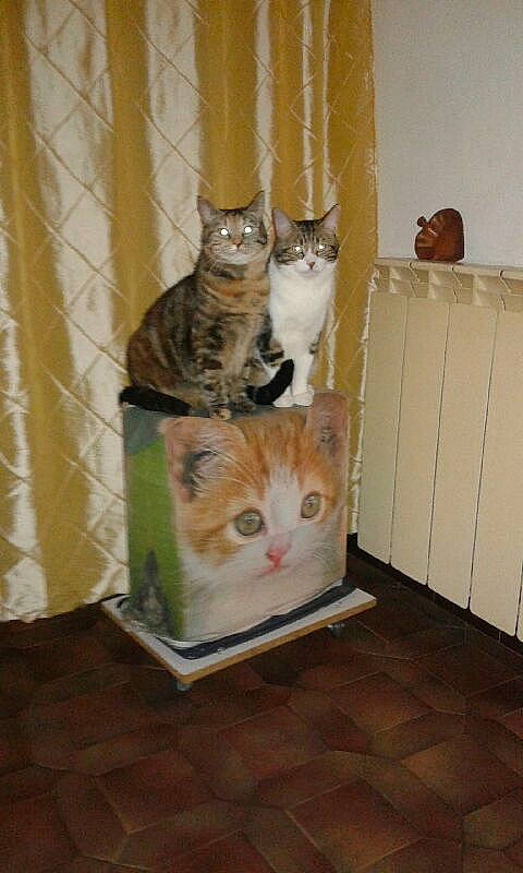 Cherkane a rejoint le concours — aidez-le/la à gagner de superbes lots ! box, cabinetry, carnivore, cat, cat_supply, curtain, domestic_short_haired_cat, door, felidae, floor, flooring, fur, hardwood, pet_supply, room, shelf, small_to_medium_sized_cats, tail, whiskers, wood