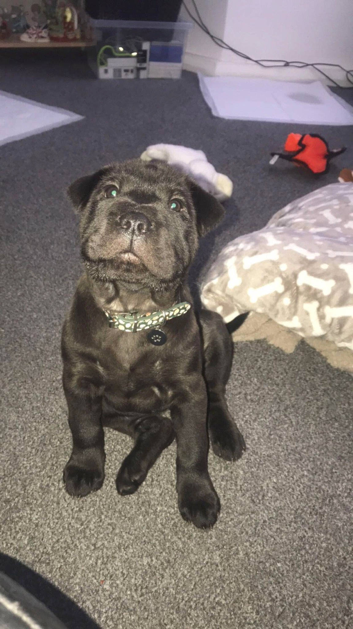 Judy is registered to the contest to win money with this photo: canidae, carnivore, collar, companion_dog, dog, dog_breed, dog_collar, fawn, fur, guard_dog, molosser, non_sporting_group, pug, snout, sporting_group, terrestrial_animal, toy_dog, whiskers, working_animal, wrinkle