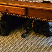 Gypsy Spring joined the competition — help win amazing prizes! dog, black_dog, wooden_table, carpet, indoor, pets, hiding, resting, collar, floor, animal, two_dogs, furniture, cozy, home, texture, quiet, companions, relaxing, shadow