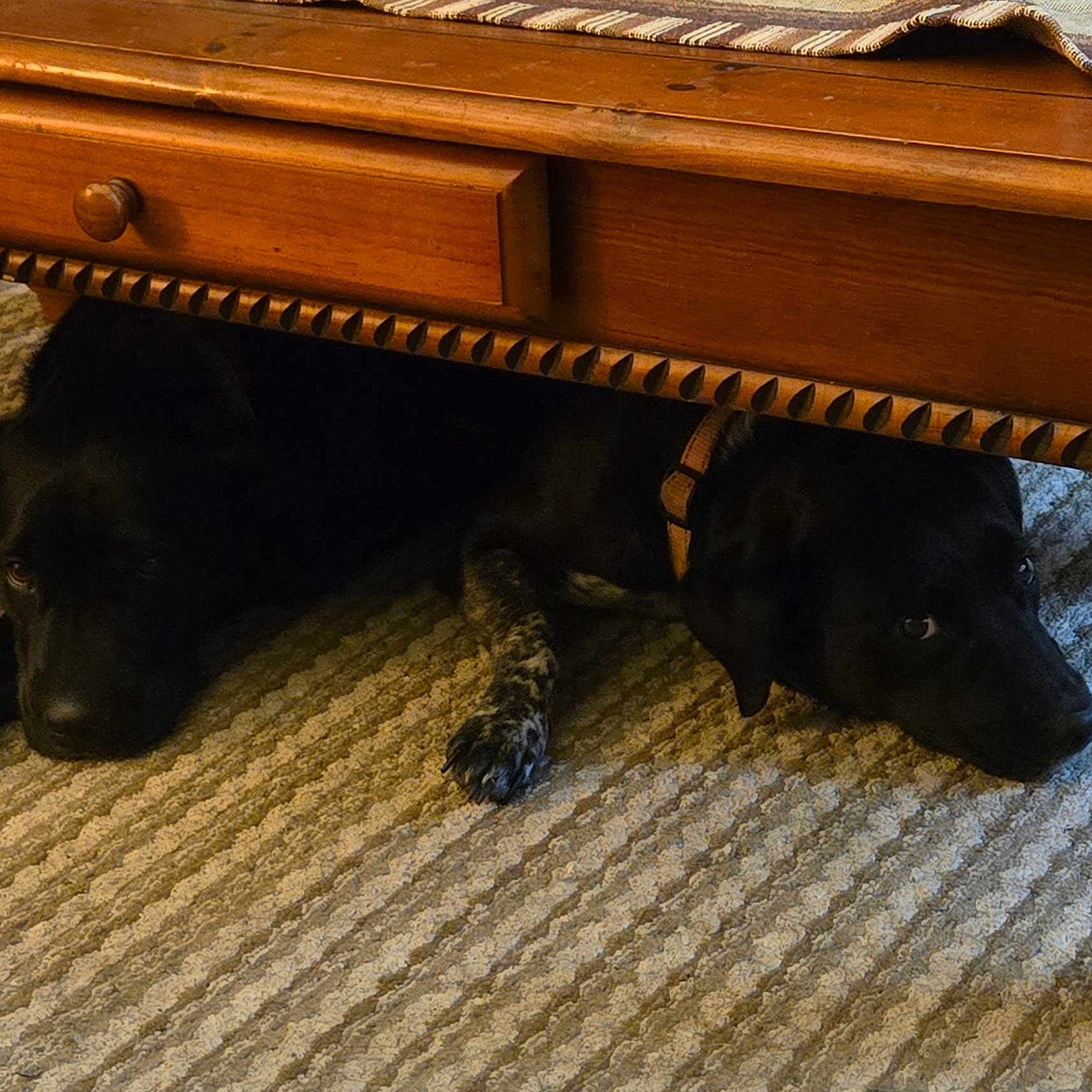 Gypsy Spring joined the competition — help win amazing prizes! animal, black_dog, carpet, collar, companions, cozy, dog, floor, furniture, hiding, home, indoor, pets, quiet, relaxing, resting, shadow, texture, two_dogs, wooden_table