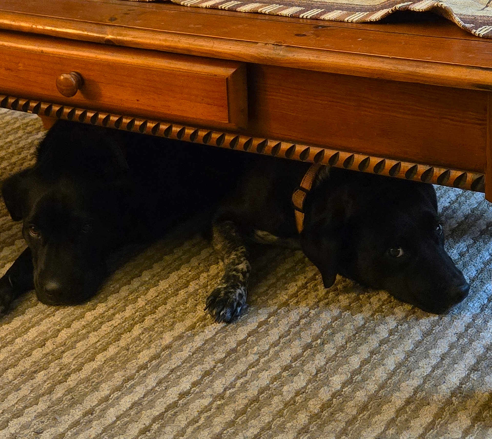 Gypsy Spring joined the competition — help win amazing prizes! dog, black_dog, wooden_table, carpet, indoor, pets, hiding, resting, collar, floor, animal, two_dogs, furniture, cozy, home, texture, quiet, companions, relaxing, shadow