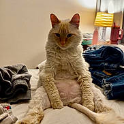 Benni is registered to the contest to win money with this photo: bed, bedding, cat, clothing_pile, cozy, cream_colored, curtain, fluffy, indoor, jeans, lamp, lamp_shade, mug, nightstand, paw, pet, sitting_cat, soft_lighting, tail, wall