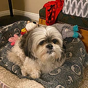 Faith is registered to the contest to win money with this photo: animal, blanket, carpet, comfort, cozy, cute, decor, dog, domestic, floor, fur, home, indoor, pet_bed, relaxing, resting, shih_tzu, small_dog, stuffed_animal, toy