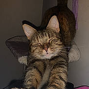 Karma joined the competition — help win amazing prizes! animal, cat, cat_tree, claws, closeup, cute, domestic, ears, feline, fur, indoor, mammal, paws, pet, relaxed, sleepy, stretching, tabby, tail, whiskers