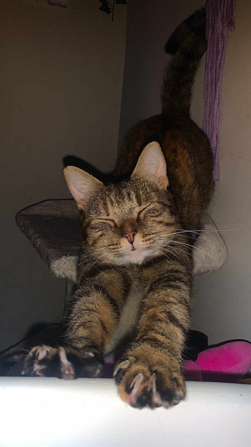 Karma joined the competition — help win amazing prizes! animal, cat, cat_tree, claws, closeup, cute, domestic, ears, feline, fur, indoor, mammal, paws, pet, relaxed, sleepy, stretching, tabby, tail, whiskers