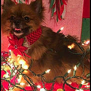 Gigi is registered to the contest to win money with this photo: blanket, christmas_lights, collar, cozy, cute, decorations, dog, festive, furry, green_garland, holiday, indoor, pet, pink_background, polka_dots, red_flower, red_garland, small_dog, smiling, wrapped_lights