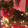 blanket, christmas_lights, collar, cozy, cute, decorations, dog, festive, furry, green_garland, holiday, indoor, pet, pink_background, polka_dots, red_flower, red_garland, small_dog, smiling, wrapped_lights